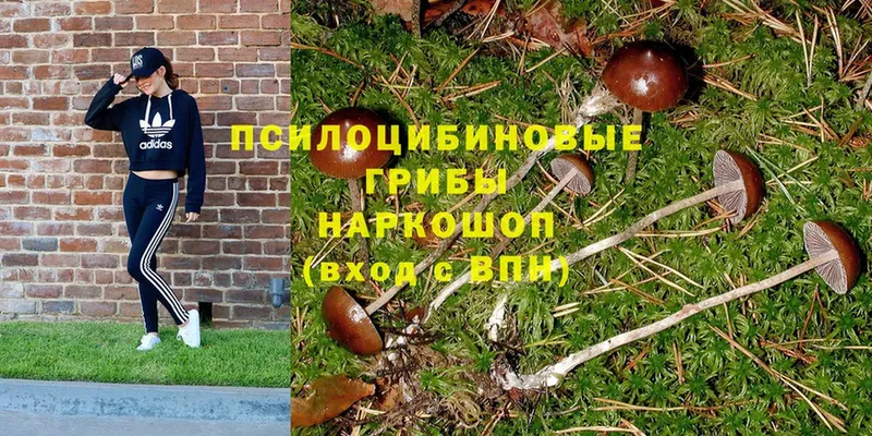 Галлюциногенные грибы Psilocybe  дарнет шоп  Поронайск 